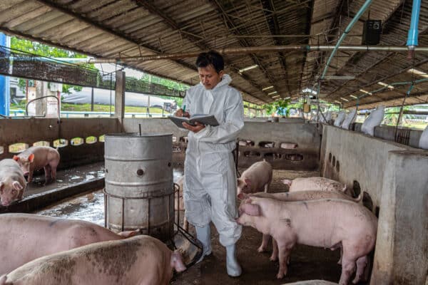 veterinario en granja porcina